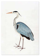 Reiger poster - Natuurhistorische illustratie