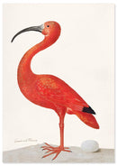 Ibis poster - Natuurhistorische illustratie