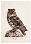 Uil poster - Natuurhistorische illustratie