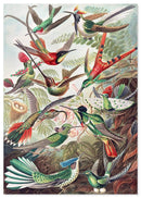 Tropische vogels poster - Natuurhistorische illustratie