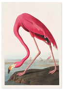 Flamingo poster - Natuurhistorische illustratie