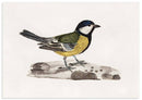 Koolmees poster - Natuurhistorische illustratie