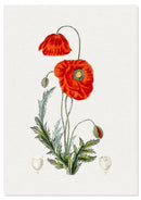 Klaproos poster - Botanische illustratie