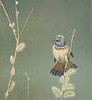 Blauwborst - Catch Utrecht