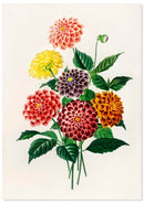 Dahlia poster - Botanische illustratie - Catch Utrecht