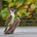 Groene specht - Houten vogel beeldje - Catch Utrecht