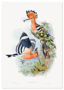 Hop poster - Natuurhistorische illustratie - Catch Utrecht