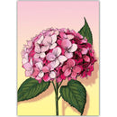 Hortensia - Catch Utrecht