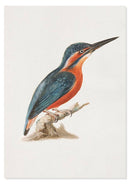 IJsvogel poster - Natuurhistorische illustratie - Catch Utrecht