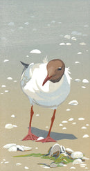 Kokmeeuw - Catch Utrecht