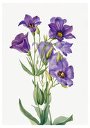 Lisianthus poster - Botanische illustratie - Catch Utrecht