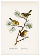Winterkoning en goudhaantje poster - Natuurhistorische illustratie