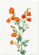 Oranje kaasjeskruid poster - Botanische illustratie - Catch Utrecht