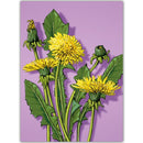 Paardenbloemen - Catch Utrecht