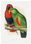 Papegaaien poster - Natuurhistorische illustratie - Catch Utrecht