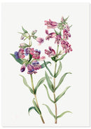 Prairiebloemen poster - Botanische illustratie - Catch Utrecht