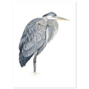 Reiger (originele tekening) - Catch Utrecht