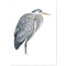 Blauwe reiger