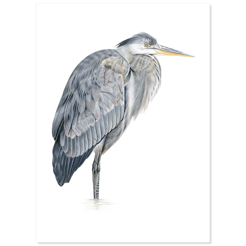 Blauwe reiger