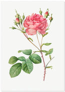 Roos poster - Botanische illustratie - Catch Utrecht