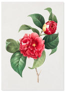 Rozen poster - Botanische illustratie - Catch Utrecht