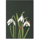 Sneeuwklokjes - Catch Utrecht