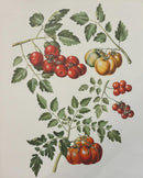Tomaten - Houtlaminage - OUTLET - Catch Utrecht