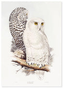 Sneeuwuil poster - Natuurhistorische illustratie