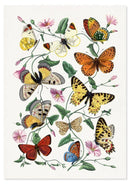 Vlinders & Motten poster - Botanische illustratie - Catch Utrecht