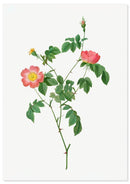 Wilde roos poster - Botanische illustratie - Catch Utrecht