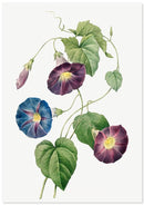 Winde poster - Botanische illustratie - Catch Utrecht