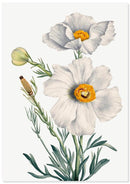 Witte boompapaver poster - Botanische illustratie - Catch Utrecht