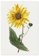 Zonnebloem poster - Botanische illustratie - Catch Utrecht