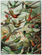 Art Forms of Nature (Vogels), Ernst Haeckel, Teylers Museum - Catch Utrecht