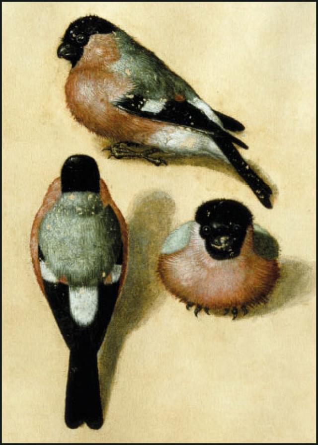 Bird in three positions, Albrecht Dürer - Catch Utrecht