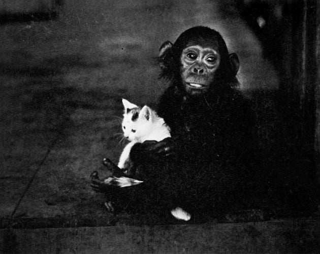 Chimp and Cat - Catch Utrecht