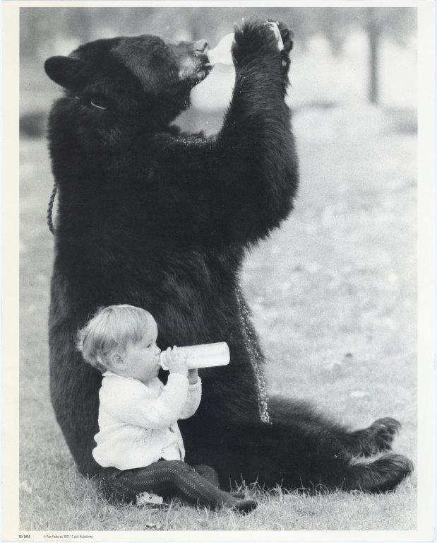 Drinking bear (mini poster) - Catch Utrecht