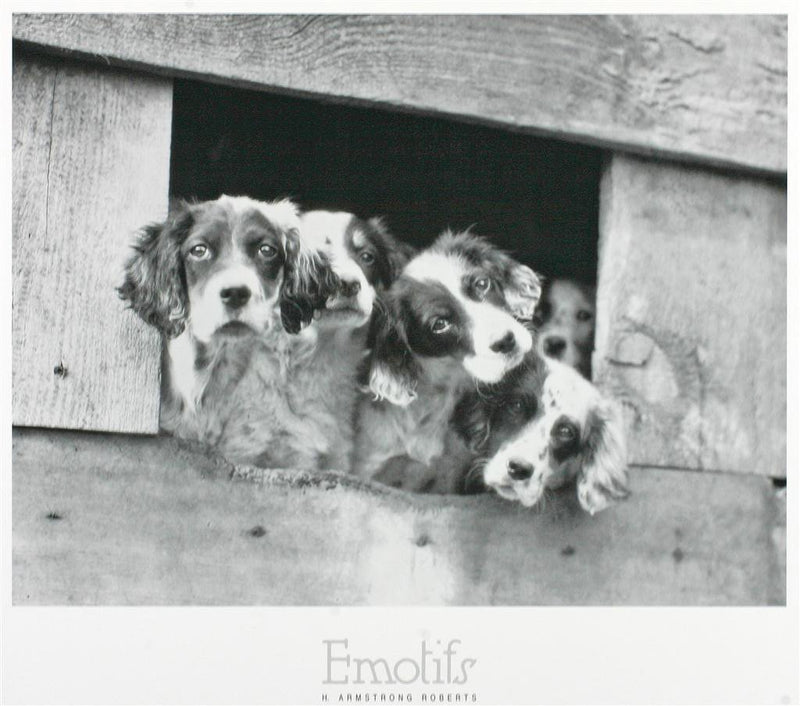 Four Puppies - Catch Utrecht