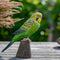 Grasparkiet - Houten vogel beeldje - Catch Utrecht