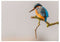 Ijsvogel - Hans Cornet postkaart - Catch Utrecht