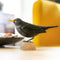 Merel - Houten vogel beeldje - Catch Utrecht