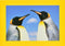 Pinguïns - Catch Utrecht
