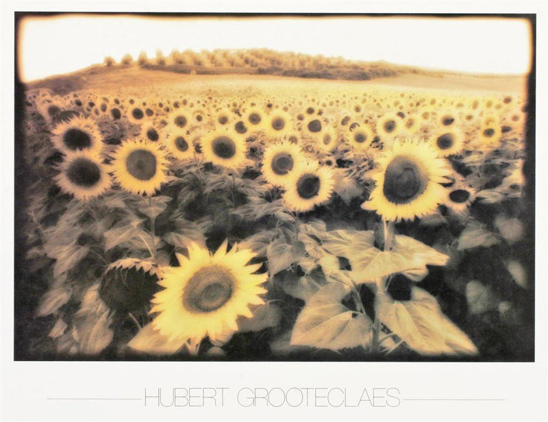 Sunflowers - Catch Utrecht