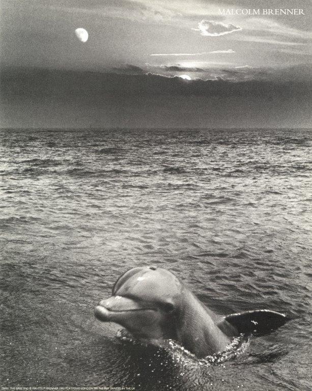 The greeting dolphin (mini poster) - Catch Utrecht