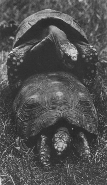 Tortoises - Catch Utrecht